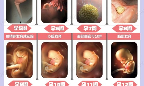 怀孕可以吃炖鸡腿吗？怀孕吃什么比较好